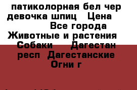 патиколорная бел/чер девочка шпиц › Цена ­ 15 000 - Все города Животные и растения » Собаки   . Дагестан респ.,Дагестанские Огни г.